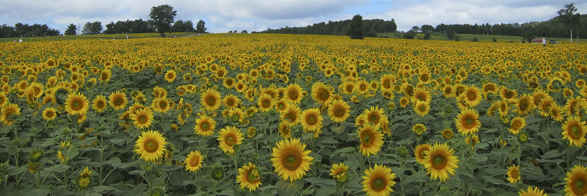 sunflower agroensayos